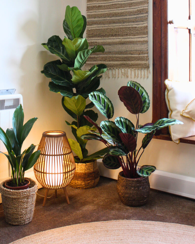 Plants and bamboo lamp in my practice room in Tralee, psychotherapy and counselling